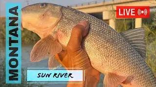#LIVE #FISHING - E6 - Northern Pike Fishing At The Sun River