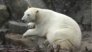 Berlin Zoo Knut - last day der letzte Tag