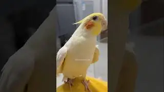 Cute Cookie Song Serenade 🥰🎶🦜 #cockatielscraze #birdsinging #cutepets