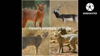 Desert animals in India 🇮🇳 Mammal Indian animals