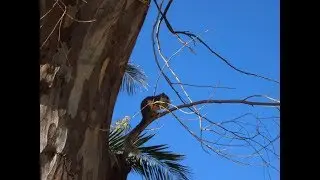 Lo scoiattolo variabile in Italia