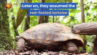 Discovered (the Red-Footed Tortoise)After 30 Years