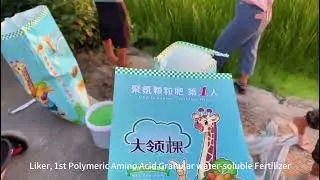 High-Yield Water Chestnut Needs Good Fertilizer! Liker Fertilizer, Trusted by Farmers