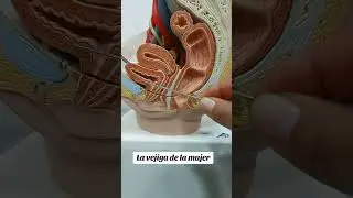 Anatomia de la vejiga de la mujer