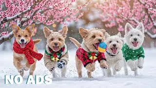 12 часов ТВ для собак 🐶 Видео от тревоги для собак, оставленных дома одних 🎄 Глубокий сон ❄️