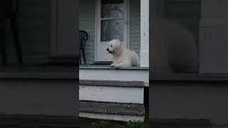Rain, snow, sun&mdash;an empty house for sale. A small poodle dog keeps waiting.