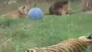 LIONS TIGERS 