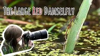 The Large Red Damselfly