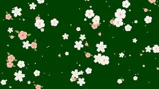 falling flowers spring green screen video footage