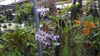 Vanda coerulescens