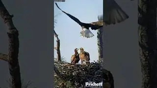The Flight Training on the Nest 9:16 1 #wildlife #eagles #eaglets #parenting #flight #shorts