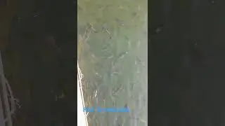 fish on fewa lake