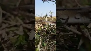 😍&ldquo;Jungle Ki Beauty! Common Trinket Snake 🐍 &rdquo;#shorts #snake