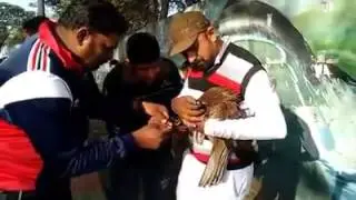 bird rescue operation