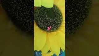 Flower shop visit #love #garden #flowers #lovesong  #rose #trending  #edit #feedshorts #mustwatch