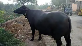 Pure Murrah buffalo Satyawan  bass Azamshahpur hisar Haryana