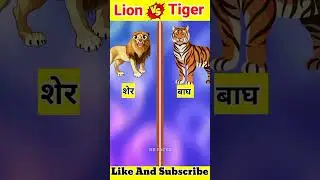 Tiger V/s Lion full comparison video || Animals Comparison New video|| RR Factz #shorts #animal #yt