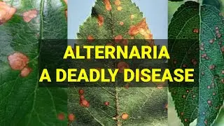 ALTERNARIA## A DEADLY DISEASE# APPLE