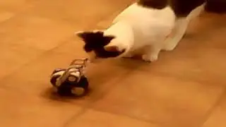 fun with cozm0
