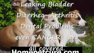 Akron Dog Health-Free Download-