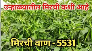 मिरची वाण 5531 | योग्य नियोजन करून फुलवला मिरची प्लॉट |