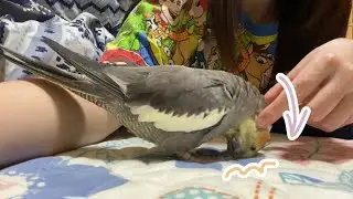 オカメインコくろとの何気ない日常