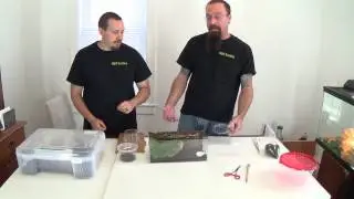 Escaped Tarantula!!!!!