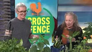Ban the Spray Bottle! How to Care for Houseplants