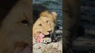 Animal and Their  Food Habits || Different animal food habits