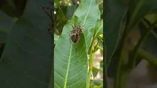 Reduviid bug in mango #shorts #insects #mango