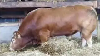 Intelligent Technology Smart Cow Transportation