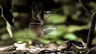 How the gladiator spider hunts.  🕷super slow motion 4k hd