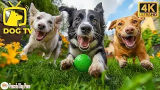 Anti-Anxiety Dog TV 💖 Relaxing Music for Dogs 💖 Help Pets Sleep & Stay Calm 🌈🐕