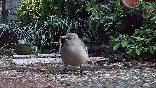 Mockingbird outside of my Menditto Amplification workshop in Brooklyn, New York
