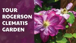 Tour The Rogerson Clematis Garden