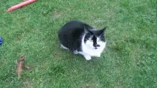 Cat chases dog