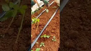 planting small green plant seedlings into the fertile red soil with an efficient irrigation system