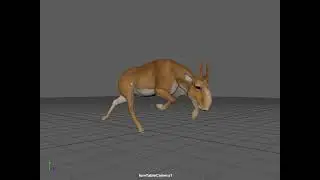 Saiga tatarica (running animation)