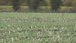 the viper hare coursing (starting her off second season)