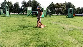 Obedience and Bite Training with Eriem