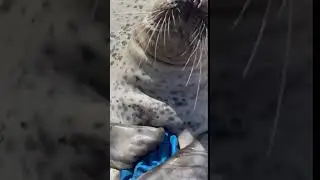 adorable seal hugging hand