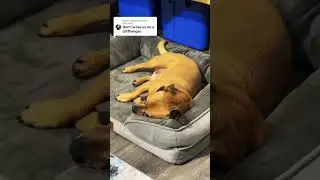 Getting Minion the smaller no sharing bed