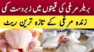 broiler chicken rate today/Broiler chicken alive latest rate to in Pakistan 