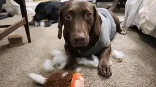 Barkbox January 2018