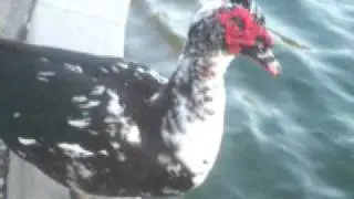 Darth Maul Duck