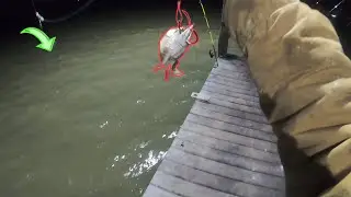 Using Whole Live Blue Crab To Catch Big Fish