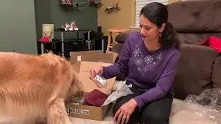 BoxDog Review - Winter 2019 Edition
