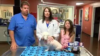 Animal Health 7/26/18 - Symptoms & Treatment of Back Pain in Pets