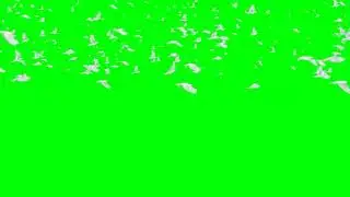 Flying Dove Green Screen