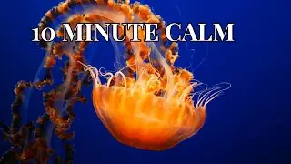 10 MIN ETHEREAL SEA LIFE MUSIC Calming Ocean Footage for Deep Sleep, Study and Chill Background